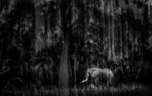 http://Indian%20Wildlife%20Photographer%20Rahul%20Sachdev%20Receives%20Highly%20Commended%20Honour%20at%20Wildlife%20Photographer%20of%20the%20Year%202025